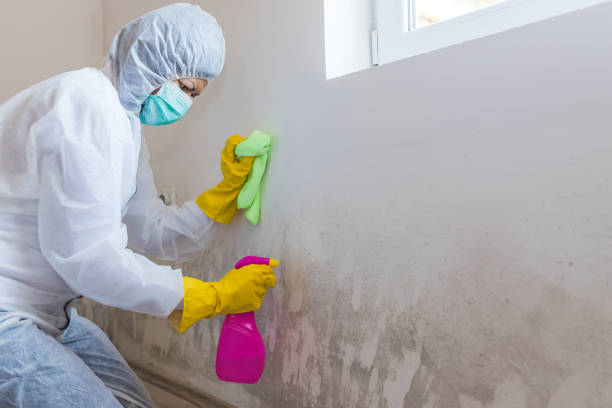 Best Basement Mold Removal  in Gold Beach, OR